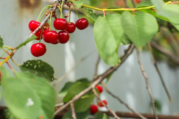 Close Ripe Cherries — Stock Photo, Image