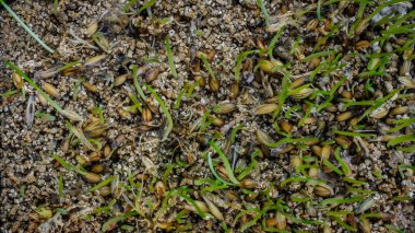 yeşil çimen dokusu, arkaplan