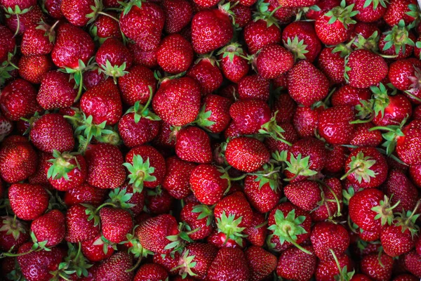 Boîte Pleine Fraises Fermer — Photo