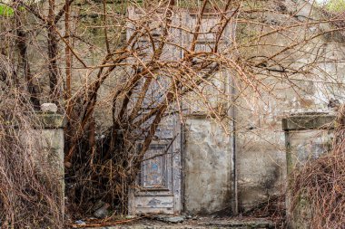 Ağaçlı terk edilmiş bahçe