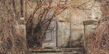 Ağaçlı terk edilmiş bahçe