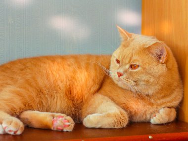 Şirin kızıl kedi. Yaklaş.