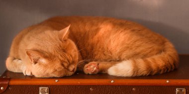 Şirin kızıl kedi. Yaklaş.