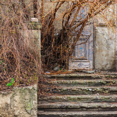 Ağaçlı terk edilmiş bahçe