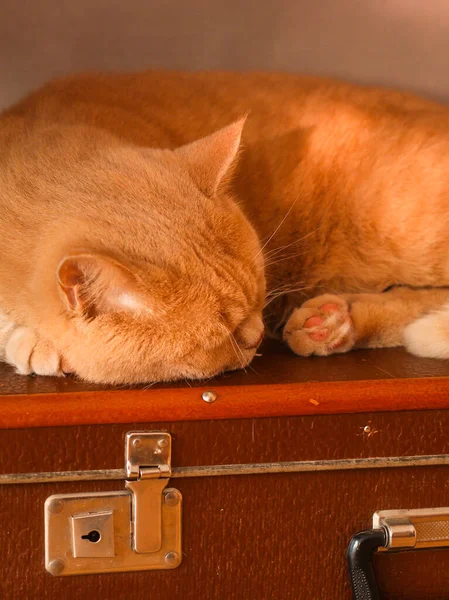 Bonito Gengibre Gato Perto — Fotografia de Stock