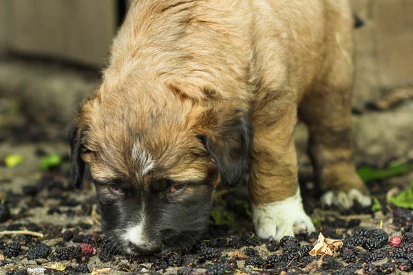 Close Portret Van Schattig Puppy — Stockfoto