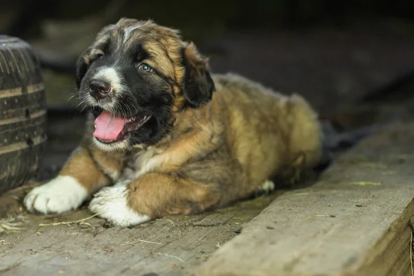 Close Portret Van Schattig Puppy — Stockfoto