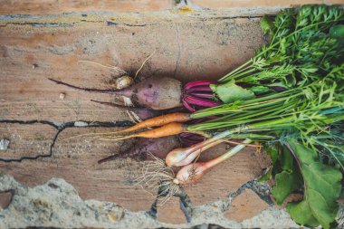 Sebze, havuç, pancar ve soğan.