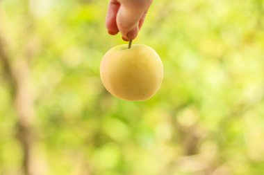 Beyaz arka planda olgun yeşil elmayı tutan el.