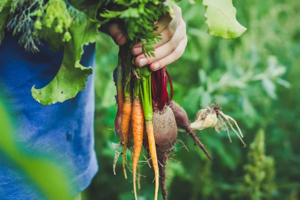 Bündel Gemüse Der Hand — Stockfoto