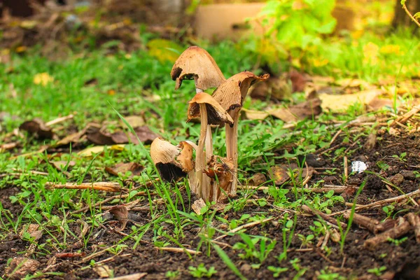 草场上的蘑菇靠近了 — 图库照片