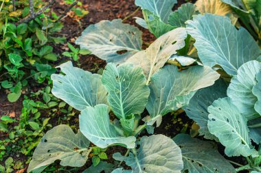 Bahçede büyüyen lahana