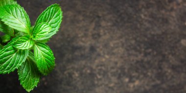 Koyu arkaplanda nane yaprakları