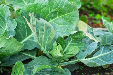 Bahçede büyüyen lahana