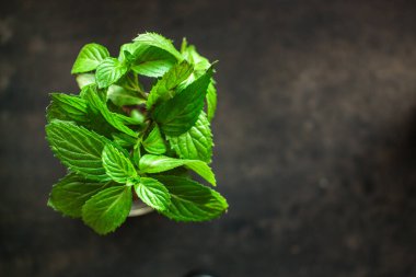 Koyu arkaplanda nane yaprakları