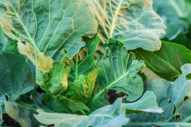 Bahçede büyüyen lahana