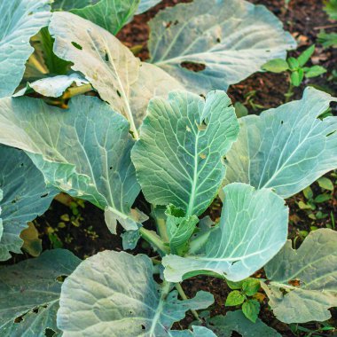 Bahçede büyüyen lahana