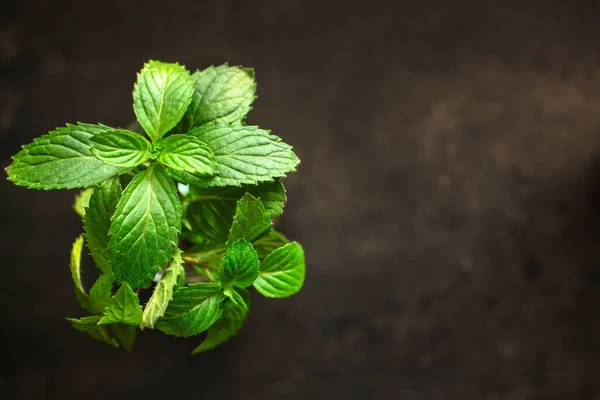 Daun Mint Latar Belakang Gelap — Stok Foto