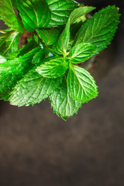 Daun Mint Latar Belakang Gelap — Stok Foto