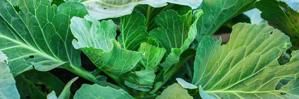 Cabbage Growing Garden — Stock Photo, Image