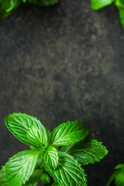 Daun Mint Latar Belakang Gelap — Stok Foto