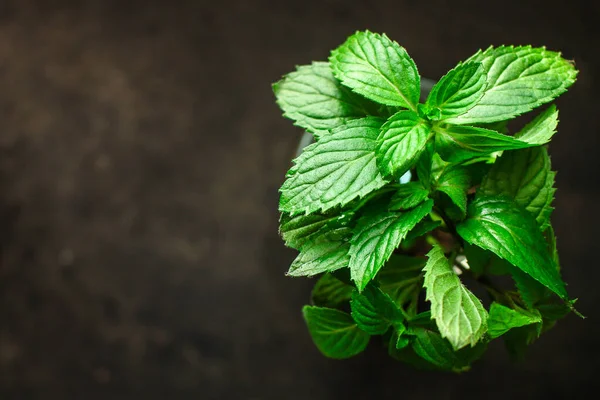 Daun Mint Latar Belakang Gelap — Stok Foto