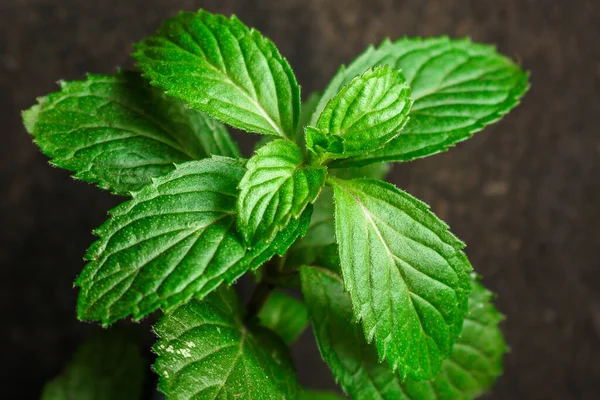 Daun Mint Latar Belakang Gelap — Stok Foto