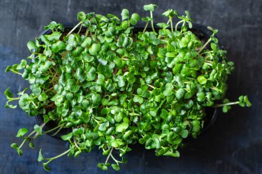 Taze mikroyeşil yakın plan