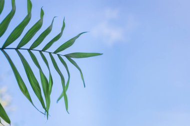 Yaz tatili plaj havası tropikal yaprak seyahat aksesuarları okyanus denizi, güneş kremi şişesi güneş gözlüğü, deniz kabuğu, limon manzarası.