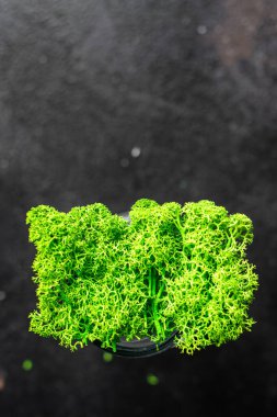 Dekorasyon ya da iç dekorasyon için dekoratif yosun yeşili. Kapalı alanda yaşayan bitki örtüsü. Fotokopi alanı arka planı. en üstteki görünüm