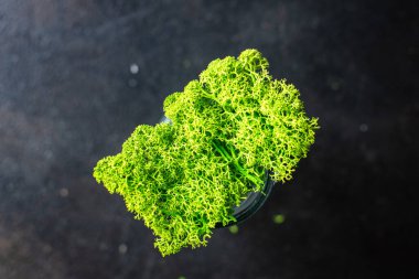 Dekorasyon ya da iç dekorasyon için dekoratif yosun yeşili. Kapalı alanda yaşayan bitki örtüsü. Fotokopi alanı arka planı. en üstteki görünüm