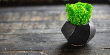 Dekorasyon ya da iç dekorasyon için dekoratif yosun yeşili. Kapalı alanda yaşayan bitki örtüsü. Fotokopi alanı arka planı. en üstteki görünüm
