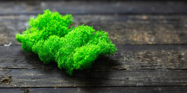 Dekorasyon ya da iç dekorasyon için dekoratif yosun yeşili. Kapalı alanda yaşayan bitki örtüsü. Fotokopi alanı arka planı. en üstteki görünüm