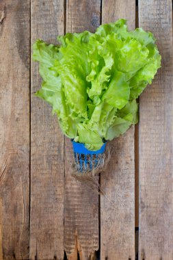 Marul, Bahar, vitaminler, yeşil