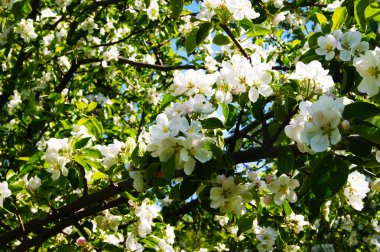 çiçek, çiçek, çiçek, çiçek, ağaç, elma