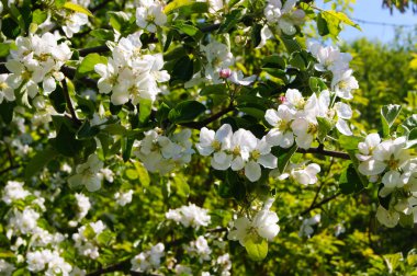 çiçek, çiçek, çiçek, çiçek, ağaç, elma