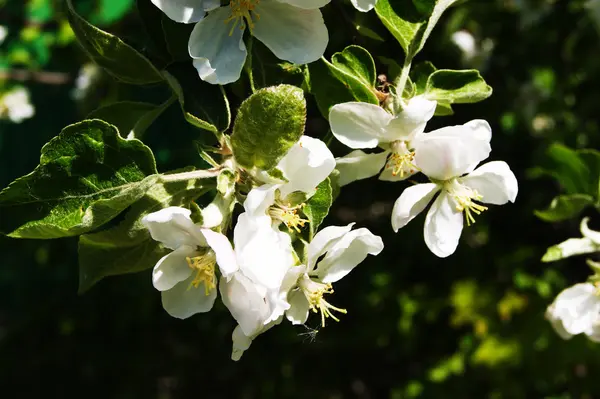 Arbre, fleur, fleur, fleur, pomme, floraison — Photo