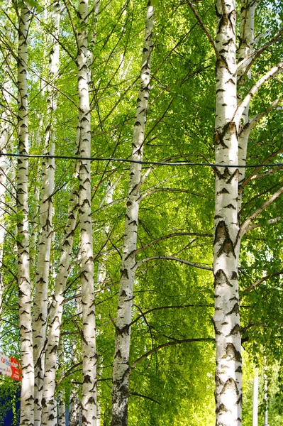 kimse, vahşi, ahşap, açık havada, ağaç