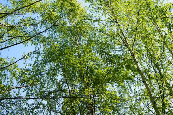 kimse, vahşi, ahşap, açık havada, ağaç