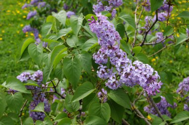 Lila, bush, büyük, çiçekleri, çiçek