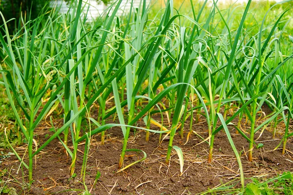 sarımsak, ot, yeşil, Genç, Filiz, kalem, kaçış, Bahçe, toprak, toprak, toprak, sebze, tarım, tarım, tarım, büyüyen, yaz, güneşli