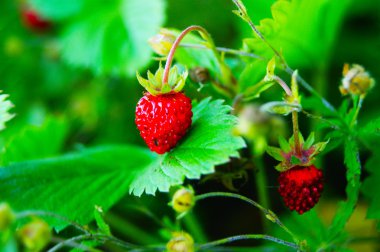 çilek, orman, orman, berry, Olgun, sulu