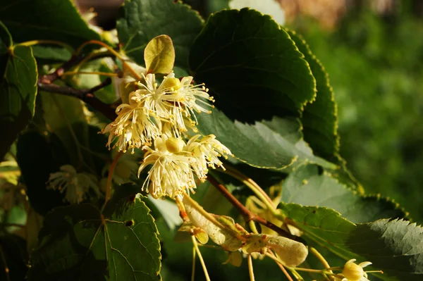 Tilleul, branche, fleur, arbre, fleur, été — Photo