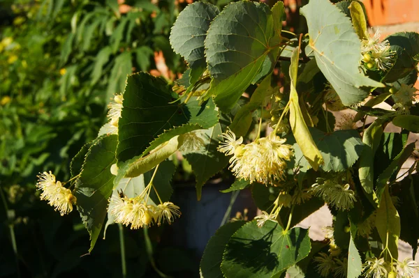 Linde, Zweig, Blüte, Blume, Baum, Sommer — Stockfoto