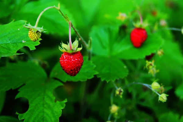 çilek, orman, orman, berry, Olgun, sulu