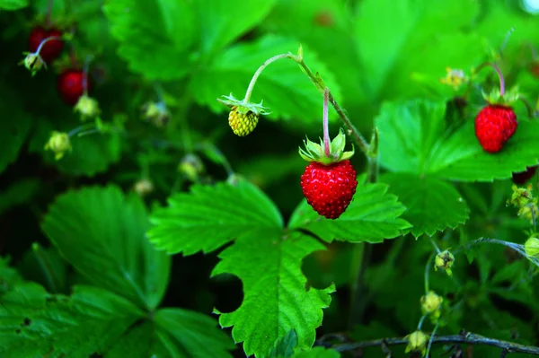 çilek, orman, orman, berry, Olgun, sulu