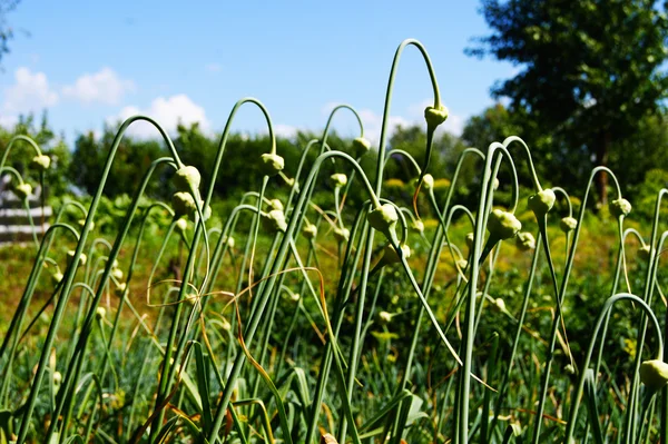 sarımsak, soğan, otsu scape