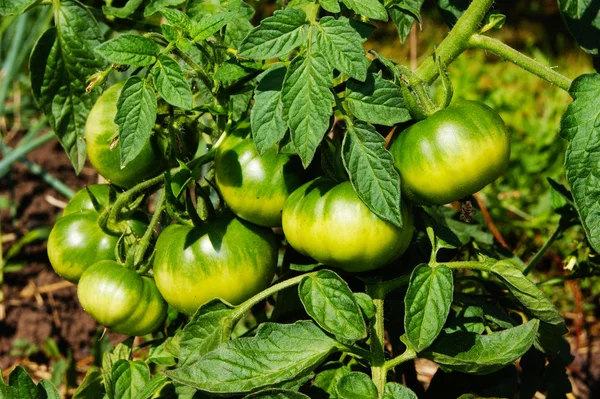 domates, domates, boğa, kalp