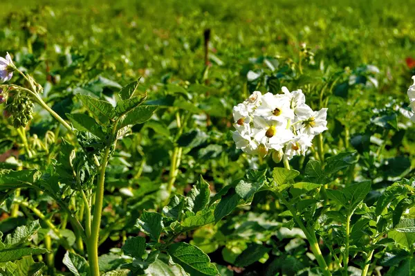 Tarım, tarım, botanik, ekili, çiftlik, alan