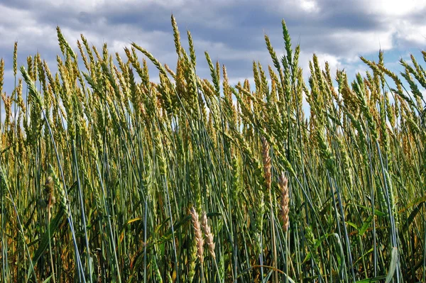 Wheat, corn, ears, sky, green, nature Royalty Free Stock Photos